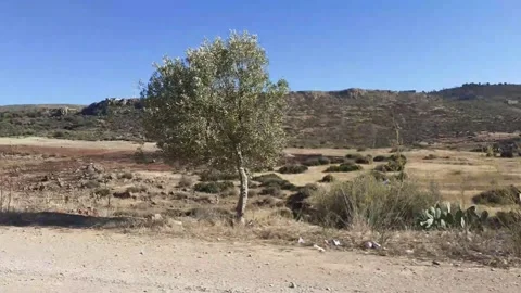 Greenery of Tlemcen Algeria Stock Footage 130404797