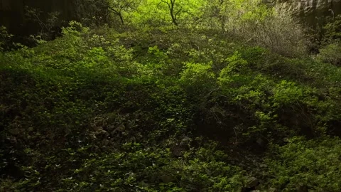 Greenery with tree in a cave Stock Footage 159784274