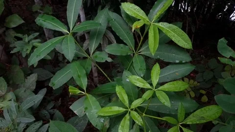 Greenery tree leaves Stock Footage 340155128