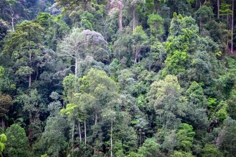 Greenery tropical rainforest on mountain slope. Horizontal view Stock Photos