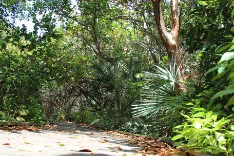 Greenery tropical trees Stock Photos