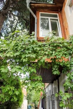 Greenery under the balcony. Фото