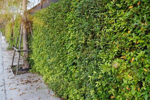 Greenery wall Stock Photos