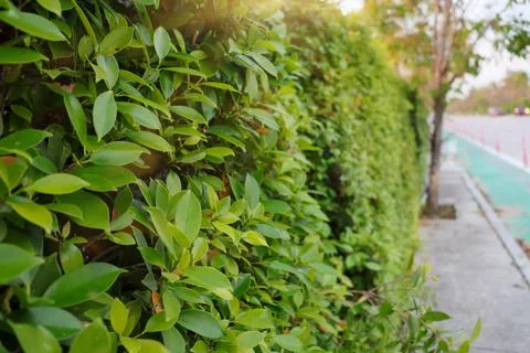 Greenery wall Stock Photos