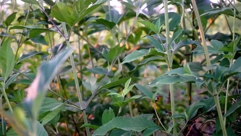 Greenery in Wind, Evening Stockbeeldmateriaal 79082739