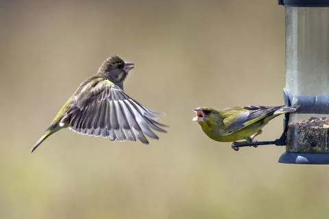 Greenfich defending his patch Stock Photos