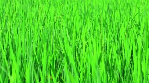 Greenfield Stock Footage 125170635