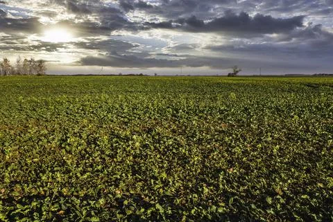 Greenfield with young corn at dramatic sunset Stock Photos