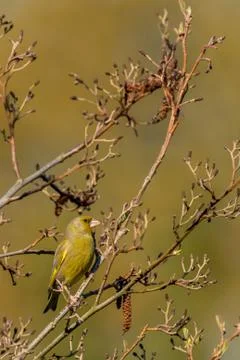 Greenfinch in alder tree Stock Photos