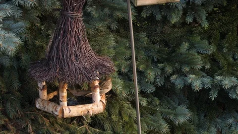 Greenfinch and House Sparrows eats sunflower seed in treehouse.Closeup isolated Stock Footage 123184766