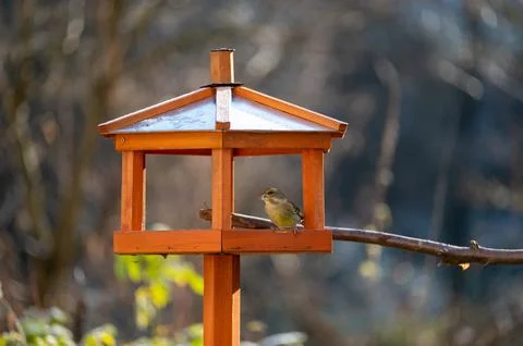 A greenfinch in an aviary Stock Photos