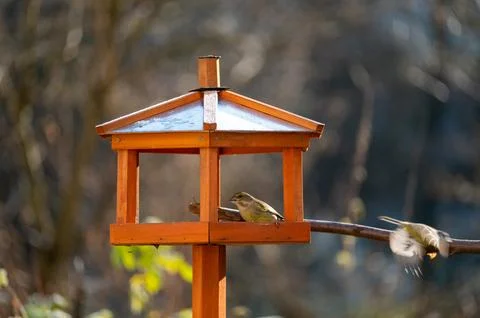 A greenfinch in an aviary Stock Photos