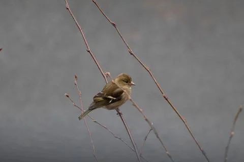 Greenfinch on Bare Branch Stock Photos