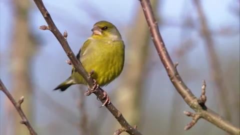 Greenfinch on bare branch in winter Stock Footage 320606142