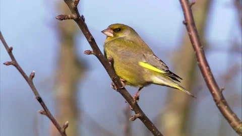 Greenfinch on bare branch in winter Stock Footage 320606156