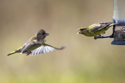 Greenfinch battle Stock Photos