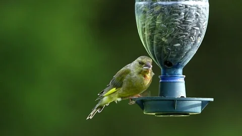 Greenfinch on a bird feeder Stock Footage 106172480