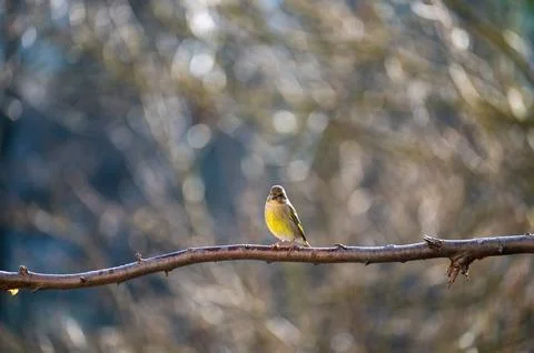A greenfinch on a branch Stock Photos
