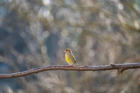 A greenfinch on a branch Stock Photos