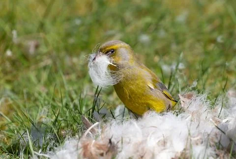 Greenfinch collects nesting material in the spring Stock Photos