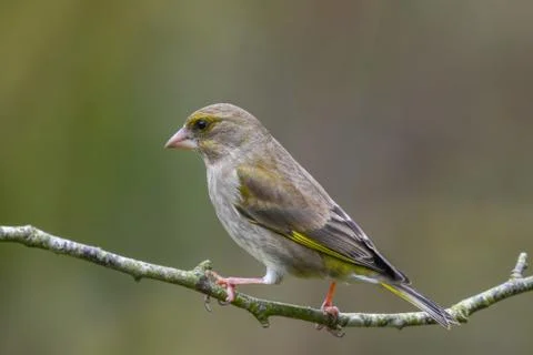 Greenfinch in early spring Stock Photos