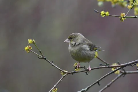 Greenfinch in early spring Stock Photos