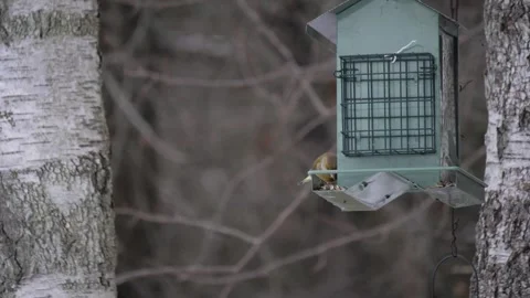 Greenfinch Feasting, Backyard Birds at Winter, Close Up Bird Feeder shot 動画素材 240910582