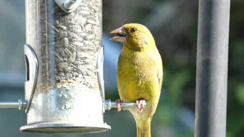 Greenfinch on feeder Stockbeeldmateriaal 280571707