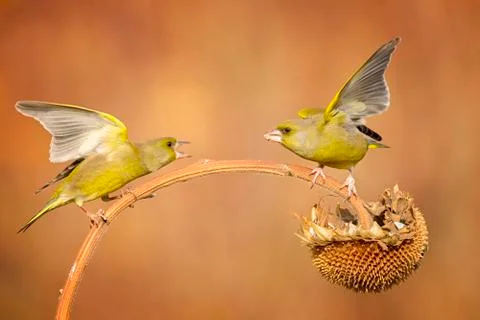 Greenfinch fighting Stock Photos