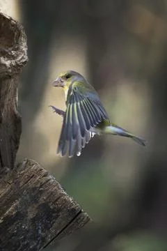 Greenfinch flying in Fotos Stock
