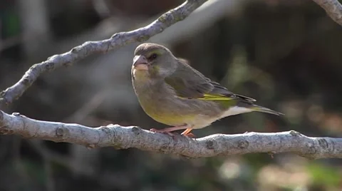 GREENFINCH Stock Footage 43458549