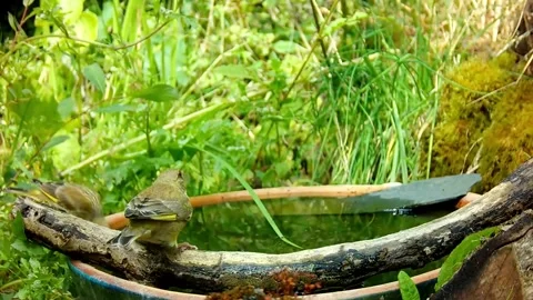 Greenfinch Video stock 280015961