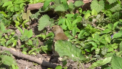 Greenfinch foraging on the ground Video stock 106117699
