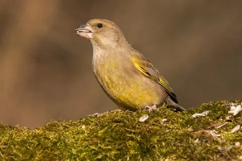 Greenfinch on old tree trunk Stock Photos