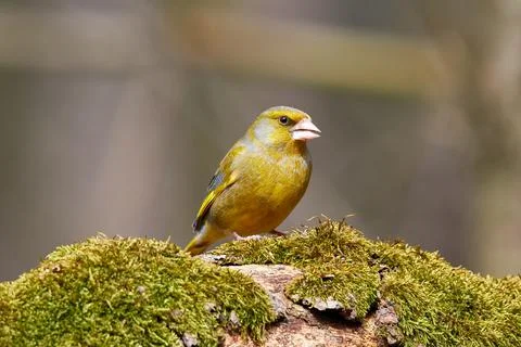 Greenfinch on old tree trunk Stock Photos