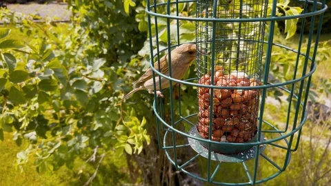 Greenfinch on peanut feeder (Close up) Stock Footage 113901402