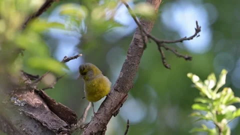 Greenfinch Perched, Alert, Takes Flight Stock Footage 340246487
