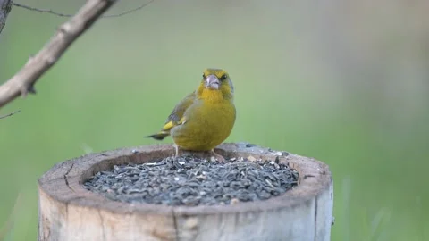 Greenfinch perching on a bird feeder in the spring Chloris chloris Stock Footage 152517231