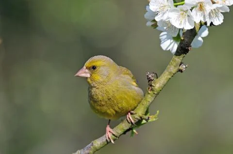 Greenfinch Stock Photos