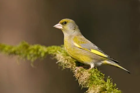 Greenfinch Stock Photos