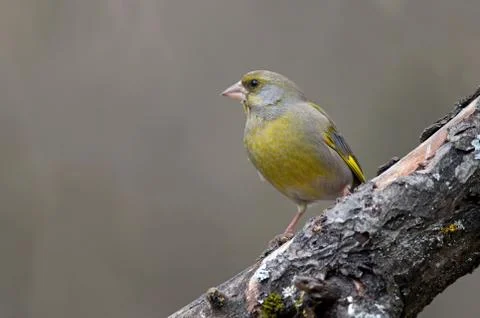 Greenfinch Stock Photos
