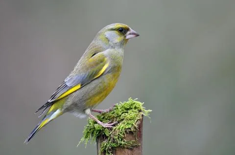 Greenfinch Stock Photos