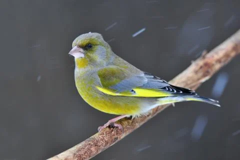 Greenfinch Stock Photos