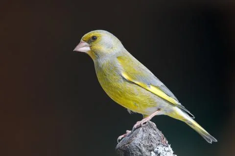 Greenfinch Foto stock