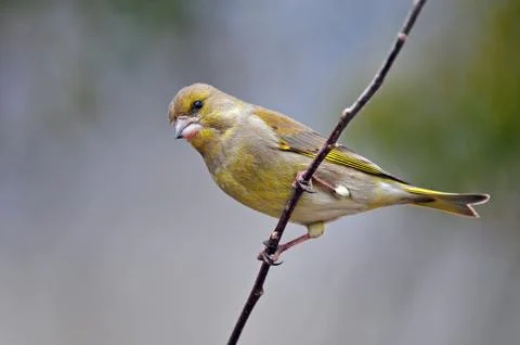 Greenfinch Stock Photos