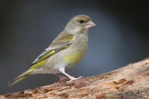 Greenfinch Foto stock