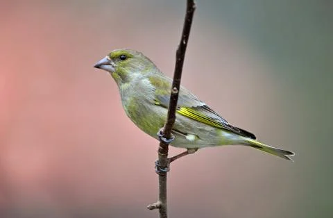 Greenfinch Stock Photos