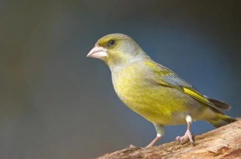 Greenfinch Stock Photos