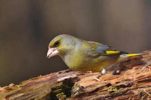 Greenfinch Stock Photos