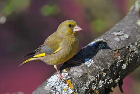 Greenfinch Foto stock